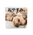 デカヨーキーのコロン（個別スタンプ：6）