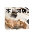 デカヨーキーのコロン（個別スタンプ：7）