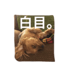 デカヨーキーのコロン（個別スタンプ：9）