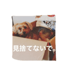 デカヨーキーのコロン（個別スタンプ：11）
