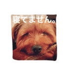 デカヨーキーのコロン（個別スタンプ：12）