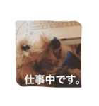 デカヨーキーのコロン（個別スタンプ：13）