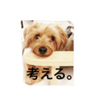 デカヨーキーのコロン（個別スタンプ：15）