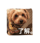 デカヨーキーのコロン（個別スタンプ：16）