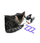 猫のしーぼー（個別スタンプ：1）