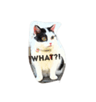 猫のしーぼー（個別スタンプ：2）