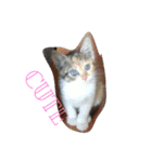 猫のしーぼー（個別スタンプ：3）