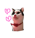 猫のしーぼー（個別スタンプ：4）
