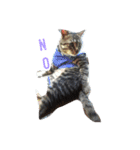 猫のしーぼー（個別スタンプ：5）