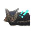 猫のしーぼー（個別スタンプ：7）