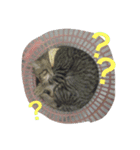 猫のしーぼー（個別スタンプ：9）