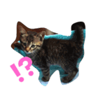 猫のしーぼー（個別スタンプ：11）