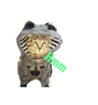 猫のしーぼー（個別スタンプ：12）