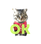 猫のしーぼー（個別スタンプ：13）