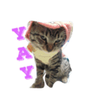 猫のしーぼー（個別スタンプ：14）