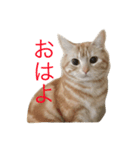 アメリカンショートヘアー（個別スタンプ：3）