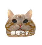 アメリカンショートヘアー（個別スタンプ：5）