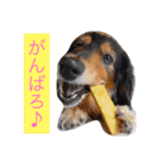 愛犬さくらの思い出 第3弾（個別スタンプ：5）