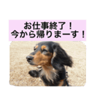 愛犬さくらの思い出 第3弾（個別スタンプ：10）