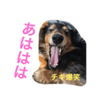 愛犬さくらの思い出 第3弾（個別スタンプ：12）