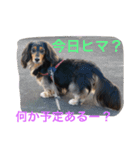 愛犬さくらの思い出 第3弾（個別スタンプ：16）