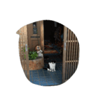 野良猫スタンプ（個別スタンプ：5）