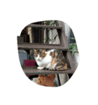 野良猫スタンプ（個別スタンプ：6）