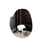 野良猫スタンプ（個別スタンプ：8）
