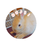 うさぎのおもちくん（個別スタンプ：1）