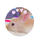うさぎのおもちくん（個別スタンプ：3）