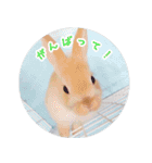 うさぎのおもちくん（個別スタンプ：4）
