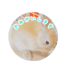 うさぎのおもちくん（個別スタンプ：5）