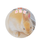 うさぎのおもちくん（個別スタンプ：7）