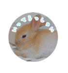 うさぎのおもちくん（個別スタンプ：9）