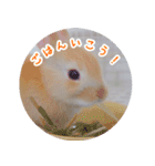 うさぎのおもちくん（個別スタンプ：10）