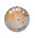 うさぎのおもちくん（個別スタンプ：11）