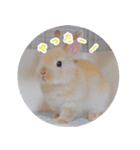 うさぎのおもちくん（個別スタンプ：12）