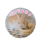 うさぎのおもちくん（個別スタンプ：13）
