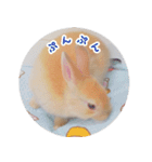 うさぎのおもちくん（個別スタンプ：15）