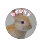 うさぎのおもちくん（個別スタンプ：16）