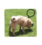 パグの日常から。（個別スタンプ：2）
