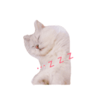 チンチラマリンちゃん（個別スタンプ：7）