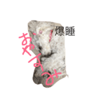 ワンコ ワンコ ワンコ（個別スタンプ：3）