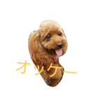 トイプードルのモカだよ（個別スタンプ：1）