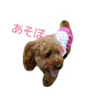 トイプードルのモカだよ（個別スタンプ：3）