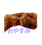 トイプードルのモカだよ（個別スタンプ：6）