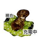 ドッグリフレオッジ 3（個別スタンプ：13）