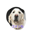 English Golden Retriever さくら（個別スタンプ：1）