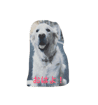 English Golden Retriever さくら（個別スタンプ：2）
