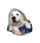 English Golden Retriever さくら（個別スタンプ：3）